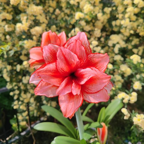 朱顶红鬼魅小苗带根带叶包对版