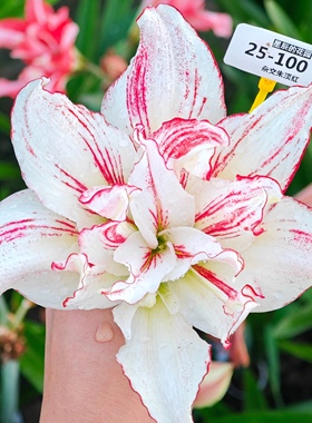 星辰的花园新品杂交白肋朱顶红自育好养易活庭院阳台室内室外开花