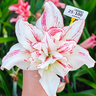 星辰的花园新品杂交白肋朱顶红自育好养易活庭院阳台室内室外开花