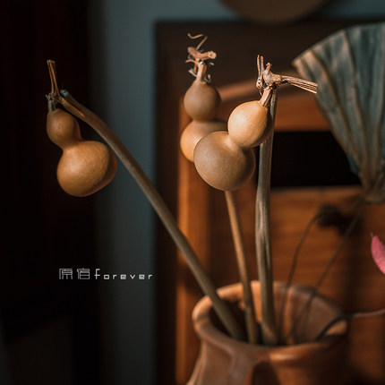 天然吉祥葫芦干花禅意干枝家居民宿招财装饰玄关树枝茶道摆件好运