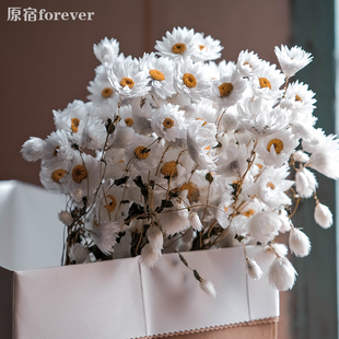 《春天的花》真花风干小雏菊干花野餐拍照搭配装饰小清新罗丹斯