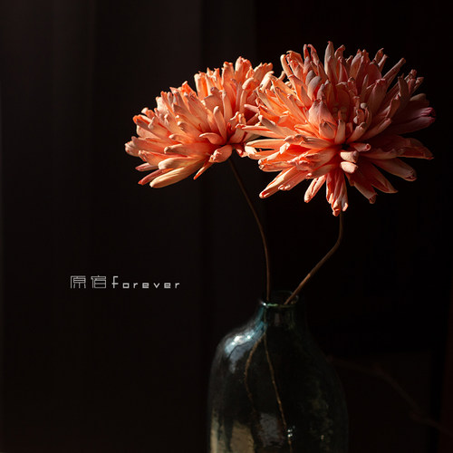 干花天然果壳搭配木槿场景装饰