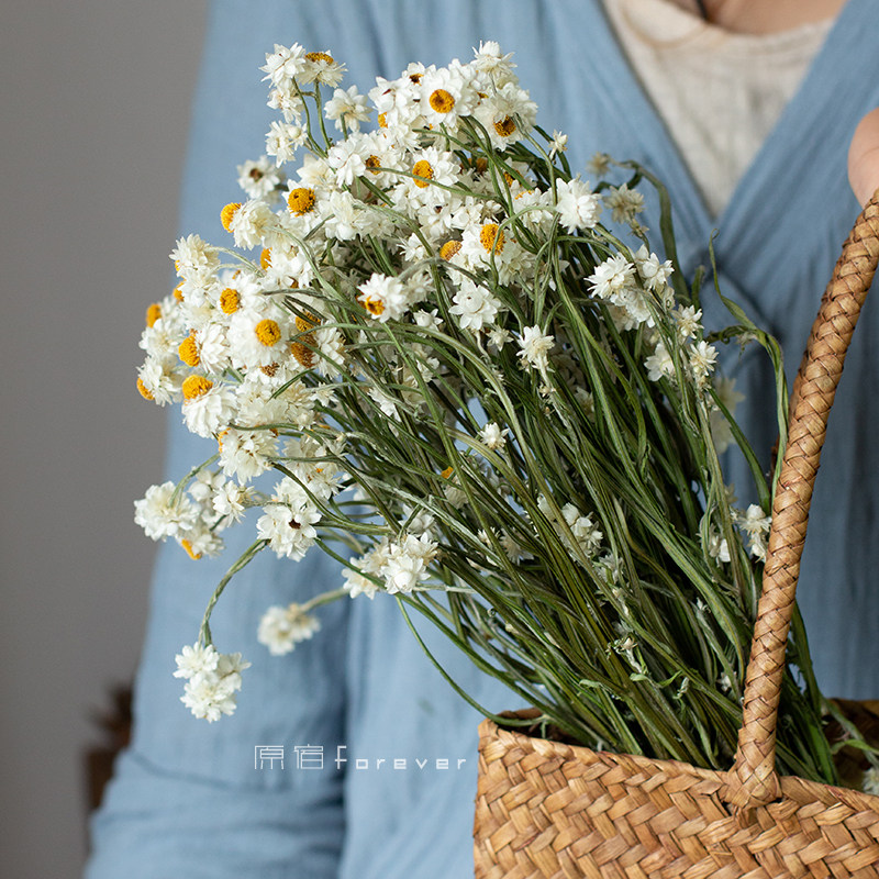 天然进口真花小雏菊干花花束插花搭配装饰高端花材小清新迷你白梅