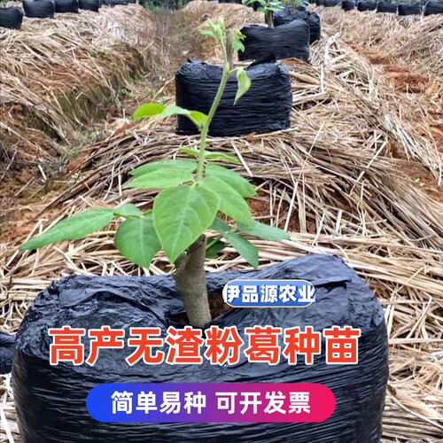 超高产无渣粉糯易活粉葛种苗