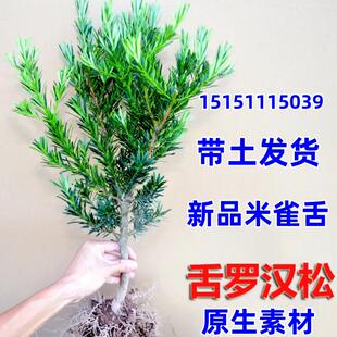 正宗台湾罗汉松绿植米叶雀舌罗汉松造型树 庭院高档盆栽 艺术观赏