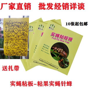 南美瓜果实蝇诱粘板果蝇引诱剂瓜实蝇粘胶板桔小实蝇针蜂农小二