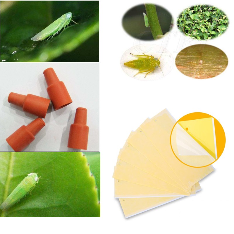 20粒茶小绿叶蝉诱芯 昆虫信息素 性诱剂  物理防虫 包邮