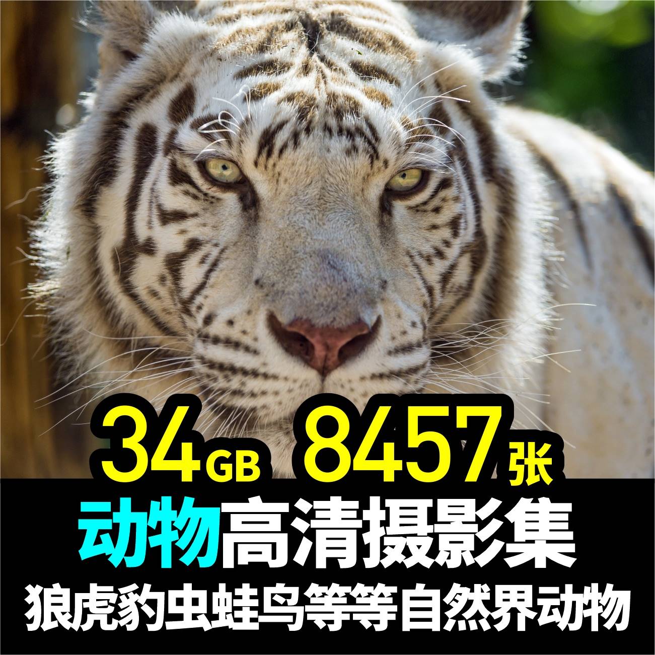 野生动物实拍照片摄影jpg高清写生图片杂志画册海报设计插画素材