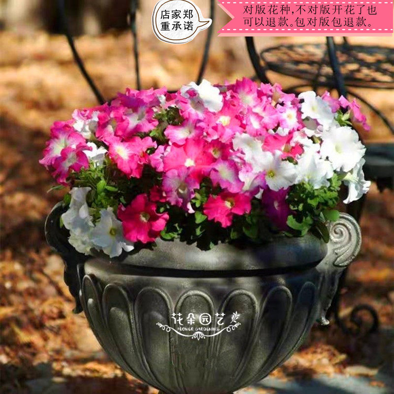 矮牵牛易活进口花种  美国泛美  矮牛梦幻系列  雨林系列 10粒装