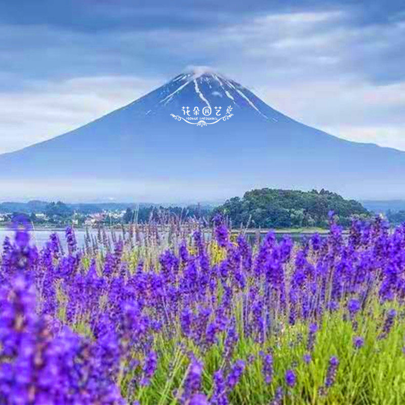 真薰衣草种子*法国薰衣草观花*狭叶薰衣草种子*阳台*盆栽香草种子