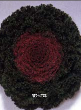 羽衣甘蓝 鸥系列F1 Kamome皱叶型 叶片色泽好 株高15-25厘米