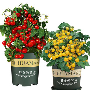 西红柿种子 圣女果对版 黑番茄 虎皮番茄 庭院 盆栽番茄 番茄种子