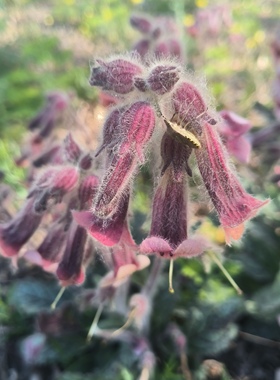 地黄种子甘草防风霍香菟丝子 柴胡益母草夏枯草黄芩龙葵水红 远志