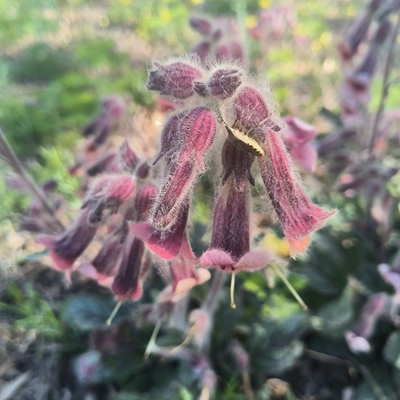 地黄种子甘草防风霍香菟丝子 柴胡益母草夏枯草黄芩龙葵水红 远志