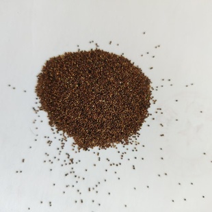 地椒椒种子匍匐百里香，木本灌木种子，炖羊肉调料，观赏野生干货