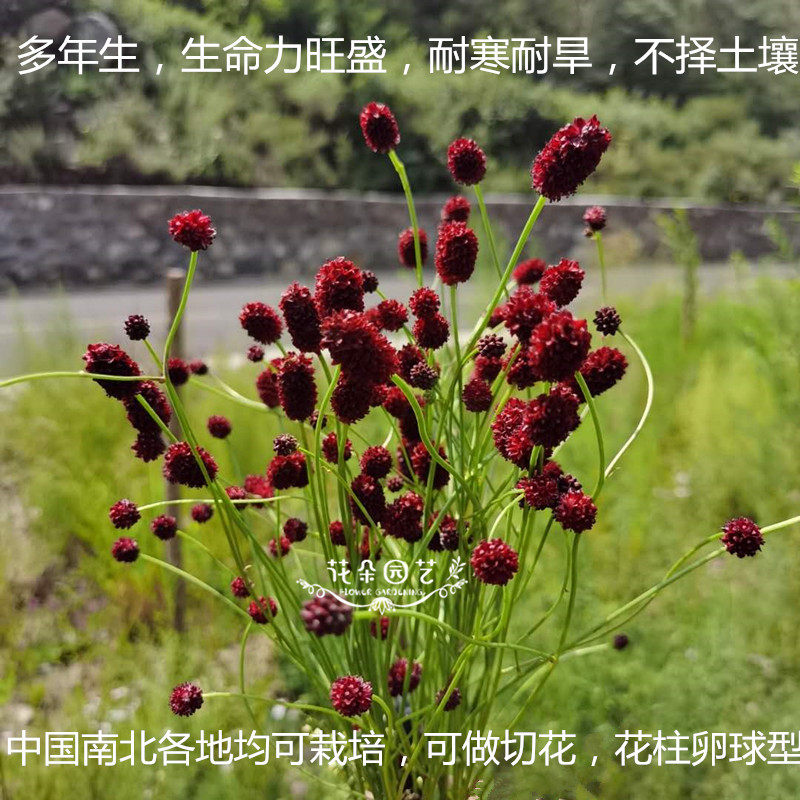 地榆种子*血箭草*玉豉花朵园艺山枣子蒙古枣盆栽花种切花种子地瑜