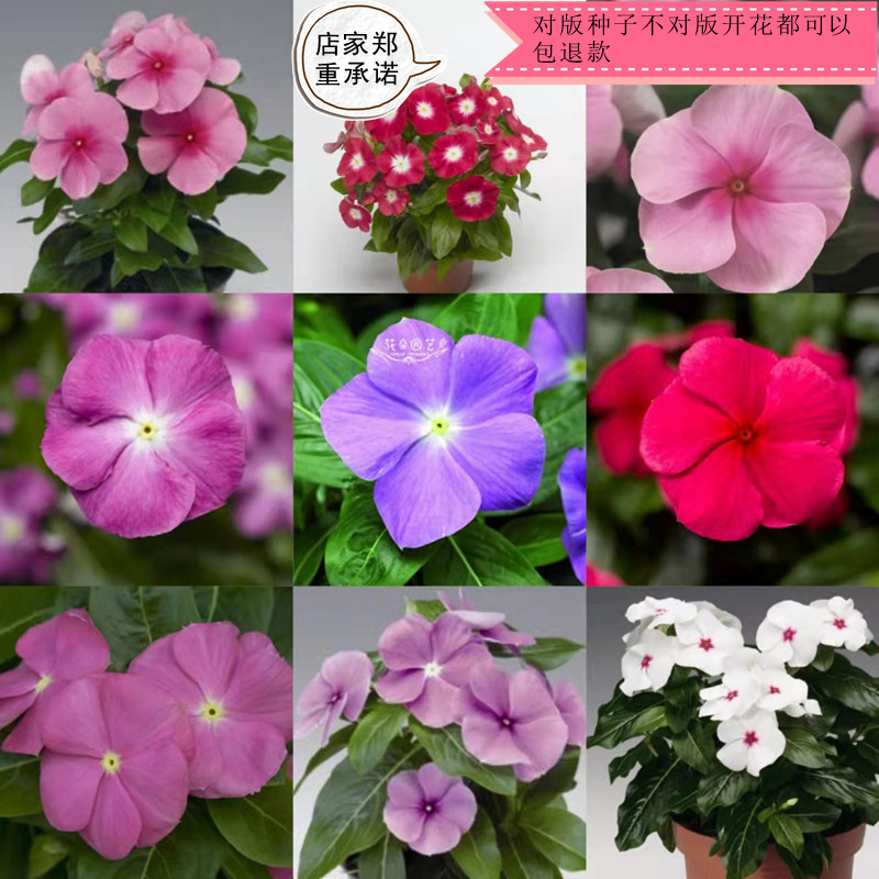 太阳风暴系列四季天天开长春花