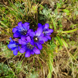 正品 九股筋 野生采摘 多年生宿根 九股根 自然风干 龙胆种子30粒