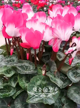 仙客来繁育二代花色绿植阳台盆栽
