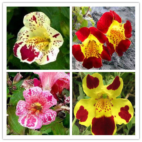 猴面花种子50粒 混色 多年生 常绿盆栽地栽  锦花沟酸浆, 沟酸浆