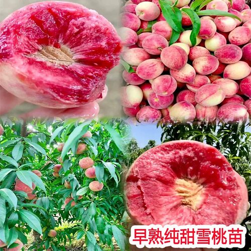 早熟脆甜血桃树苗活苗嫁接离核血桃树果苗南方北方种植果树果苗