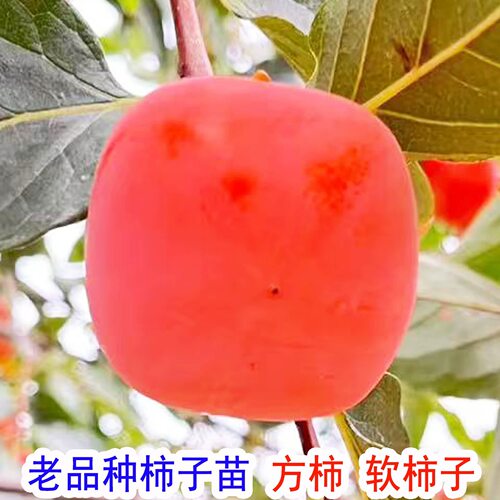 老品种方柿子树果苗庭院果树大树软柿子嫁接苗南北方种植当年结果