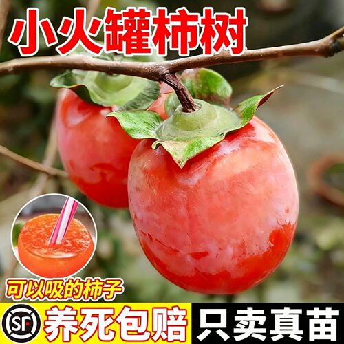 火罐柿子苗树脆甜柿子苗火晶牛心庭院果树盆栽当年结果南北方种植