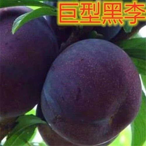 黑布林李子树苗嫁接特大李子苗南北方种植新品种耐寒盆栽地栽树苗