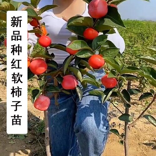 新品种特大果日本软甜红柿子树苗盆栽地栽南北方庭院种植嫁接果苗