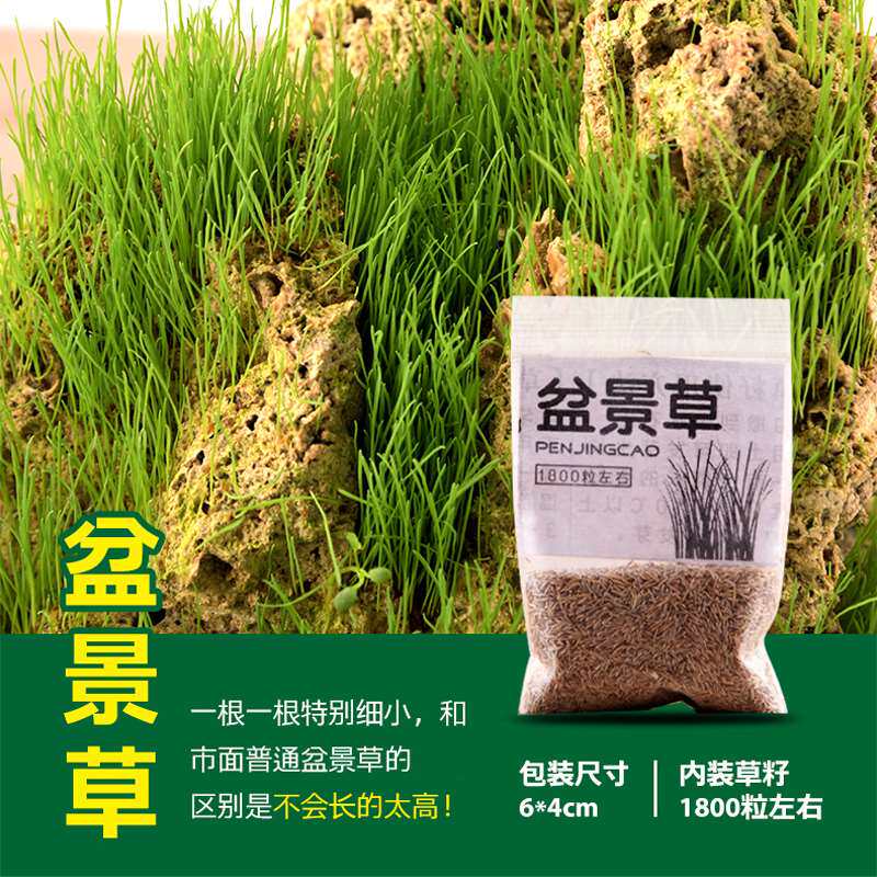 上水石吸水石草籽 种植 草子假山盆景装饰植物微景观苔藓四季常青在类目 鲜花速递/花卉仿真/绿植园艺, 园艺用品, 其它园艺用品中 - 来自Buy2taobao.com提供专业的淘宝代购服务