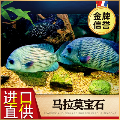 马拉莫宝石龙鱼配鱼美鲷