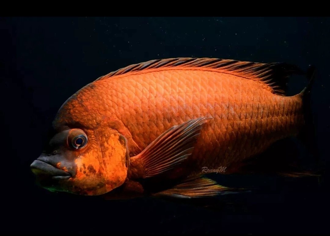 三湖慈鲷 坦鲷 红龙王鲷 绿蓝黄金龙王鲷淡水热带观赏鱼,宠物/宠物食品及用品,鱼,淘宝优惠券,粉丝福利购,淘宝优惠卷
