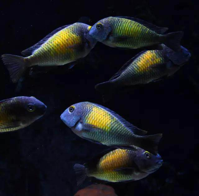 三湖慈鲷坦鲷 太阳斑蝴蝶珍珠双星 火狐狸凤碟观赏热带鱼龙王