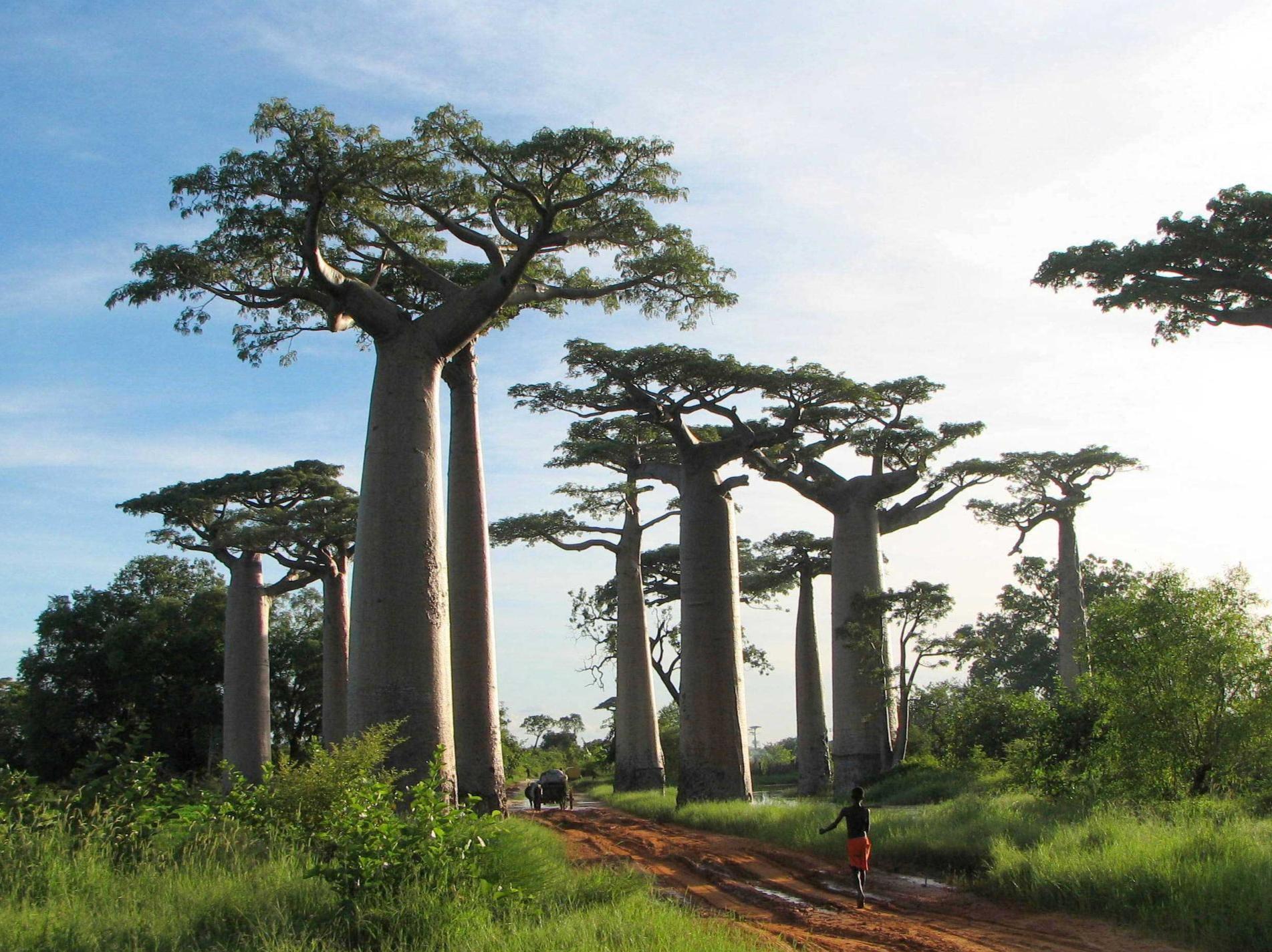 非洲猴面包树马达加斯加高杆非洲楠木树苗庭院别墅行道风景树苗