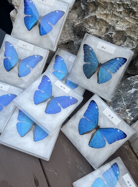 安东尼斯闪蝶原蝶Morpho adonis 真蝴蝶标本拍照摄影道具