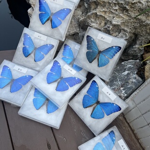 安东尼斯闪蝶原蝶Morpho adonis 真蝴蝶标本拍照摄影道具