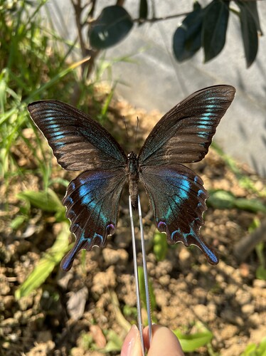 绿带翠凤蝶夏型未展翅原蝶
