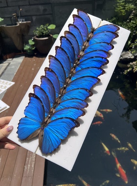 蓝闪蝶未展翅真蝴蝶标本