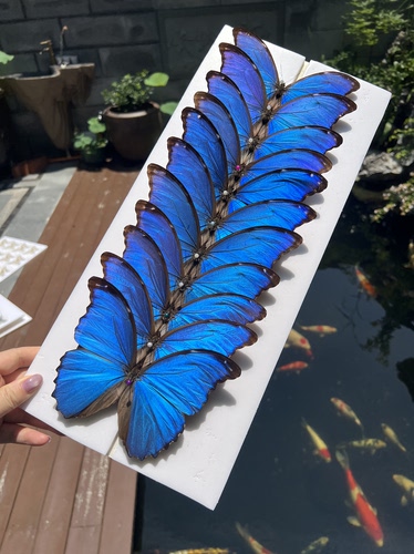 蓝闪蝶未展翅真蝴蝶标本