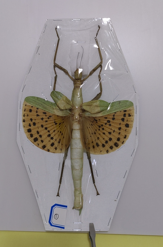 叶修竹节虫销量排行榜 叶修竹节虫品牌热度排名 小麦优选