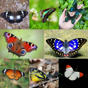 晓晓虫蝶真蝴蝶原蝶未展翅杂蝶线下教学研学手工DIY材料