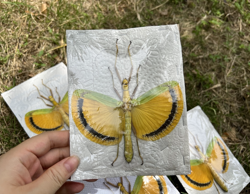 黄伞竹节虫tagesoidea nigrofasciata已展翅标本