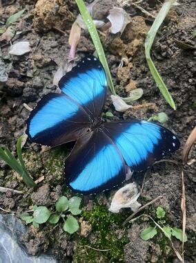 双列闪蝶Morpho achilles未展翅原蝶a1/a1-蝴蝶标本三角包原蝶