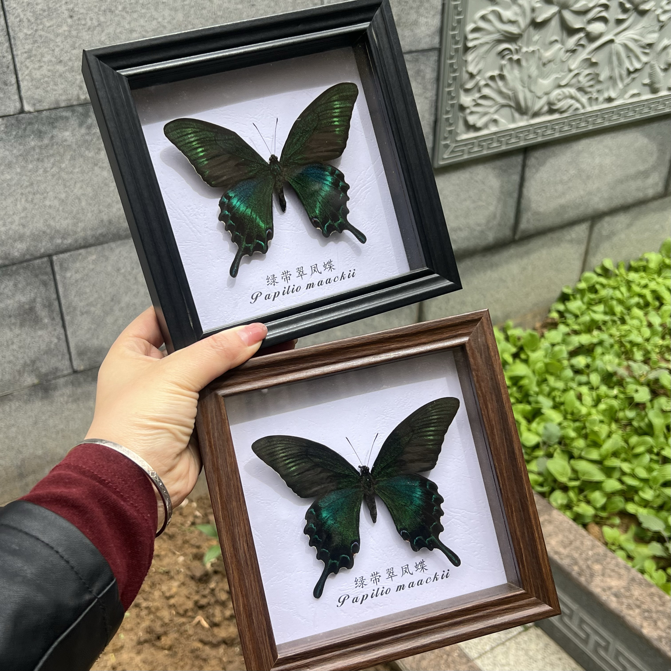 绿带翠凤蝶夏型未展翅干制标本