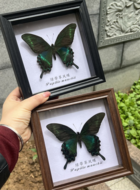 绿带翠凤蝶夏型未展翅干制标本