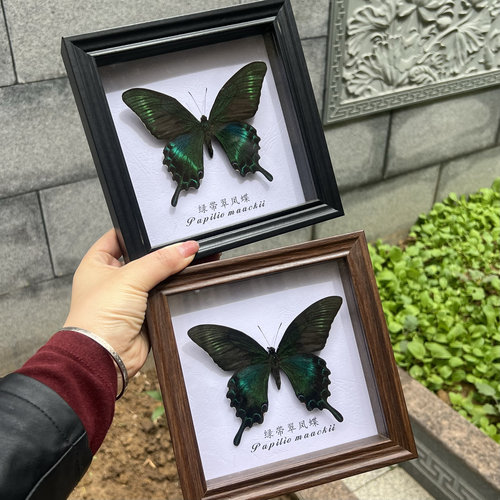 绿带翠凤蝶夏型未展翅干制标本