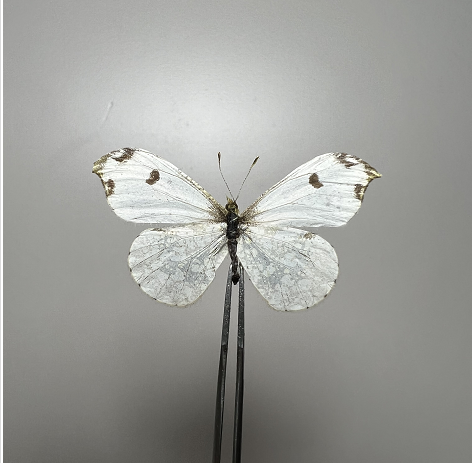 黄尖襟粉蝶anthocharis scolymus 未展翅原蝶真蝴蝶标本