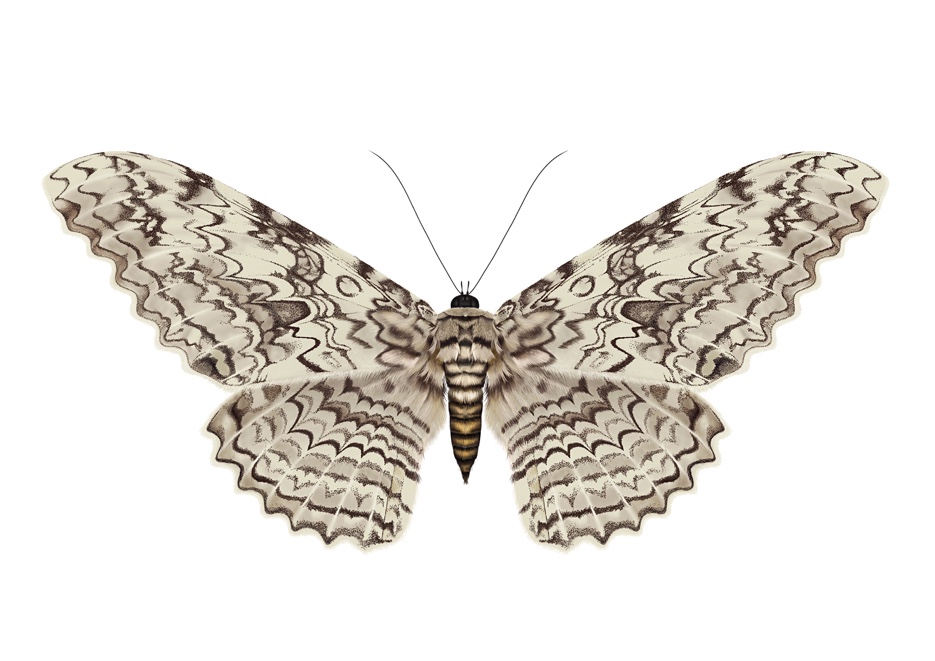 强喙夜蛾白女巫蛾 Thysania agrippina 蛾子真昆虫标本进口标本