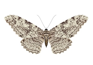 强喙夜蛾白女巫蛾 Thysania agrippina 蛾子真昆虫标本进口标本