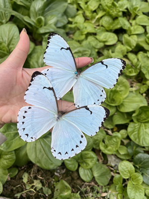 肯特白闪蝶未展翅原蝶真蝴蝶标本